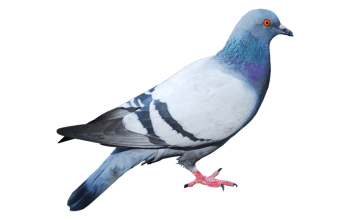 depigeonnisation.png