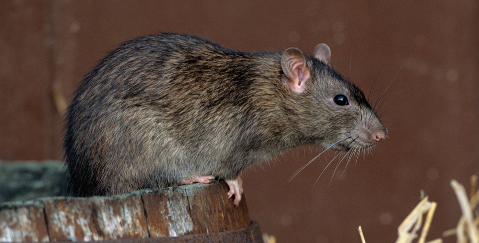 Comment faire sortir un rat de sa cachette 