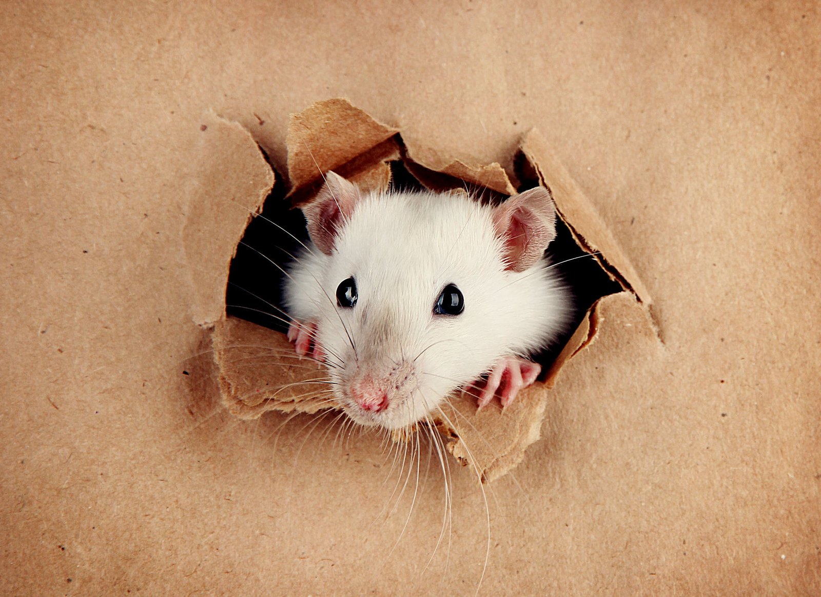 Comment faire sortir un rat de sa cachette 