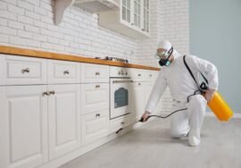 Quels sont les produits les plus efficaces pour la dératisation