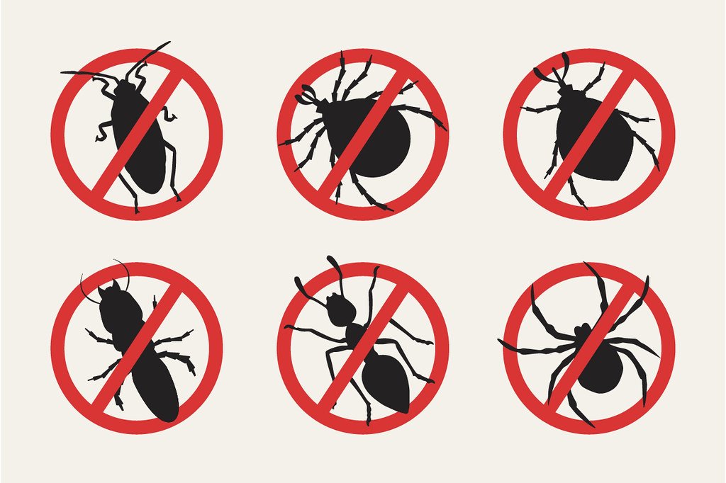 Lutter contre les nuisibles : tout ce que vous devez savoir 