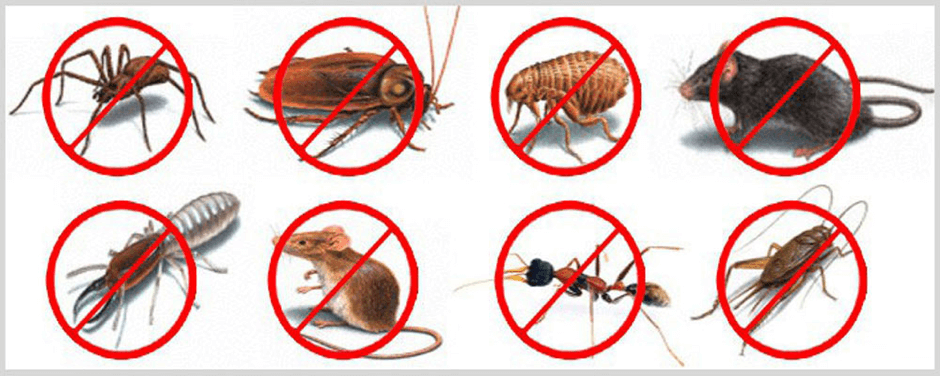 Lutter contre les nuisibles : tout ce que vous devez savoir 