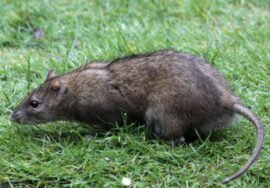 Comment tuer les rats dans le jardin