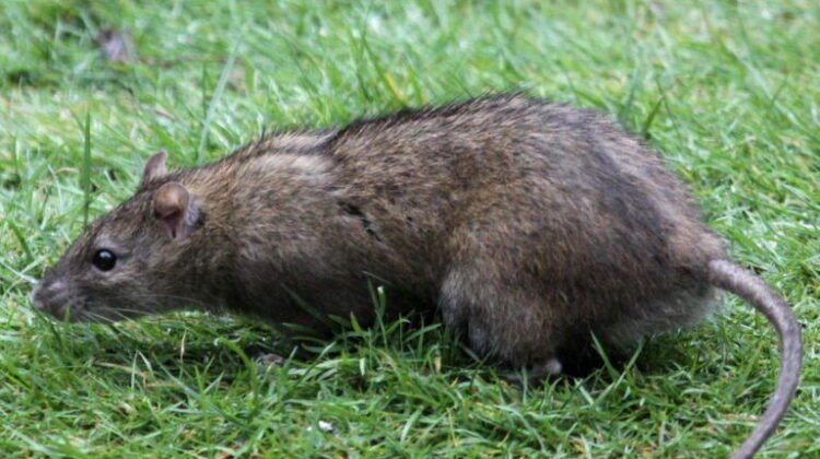 Comment tuer les rats dans le jardin