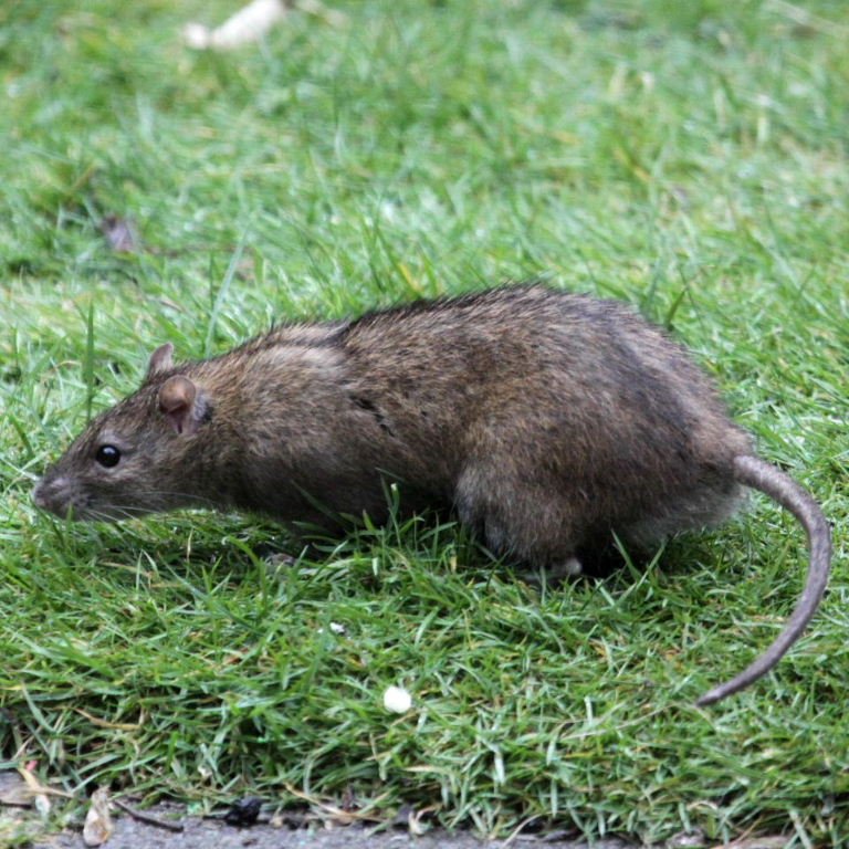 Comment tuer les rats dans le jardin