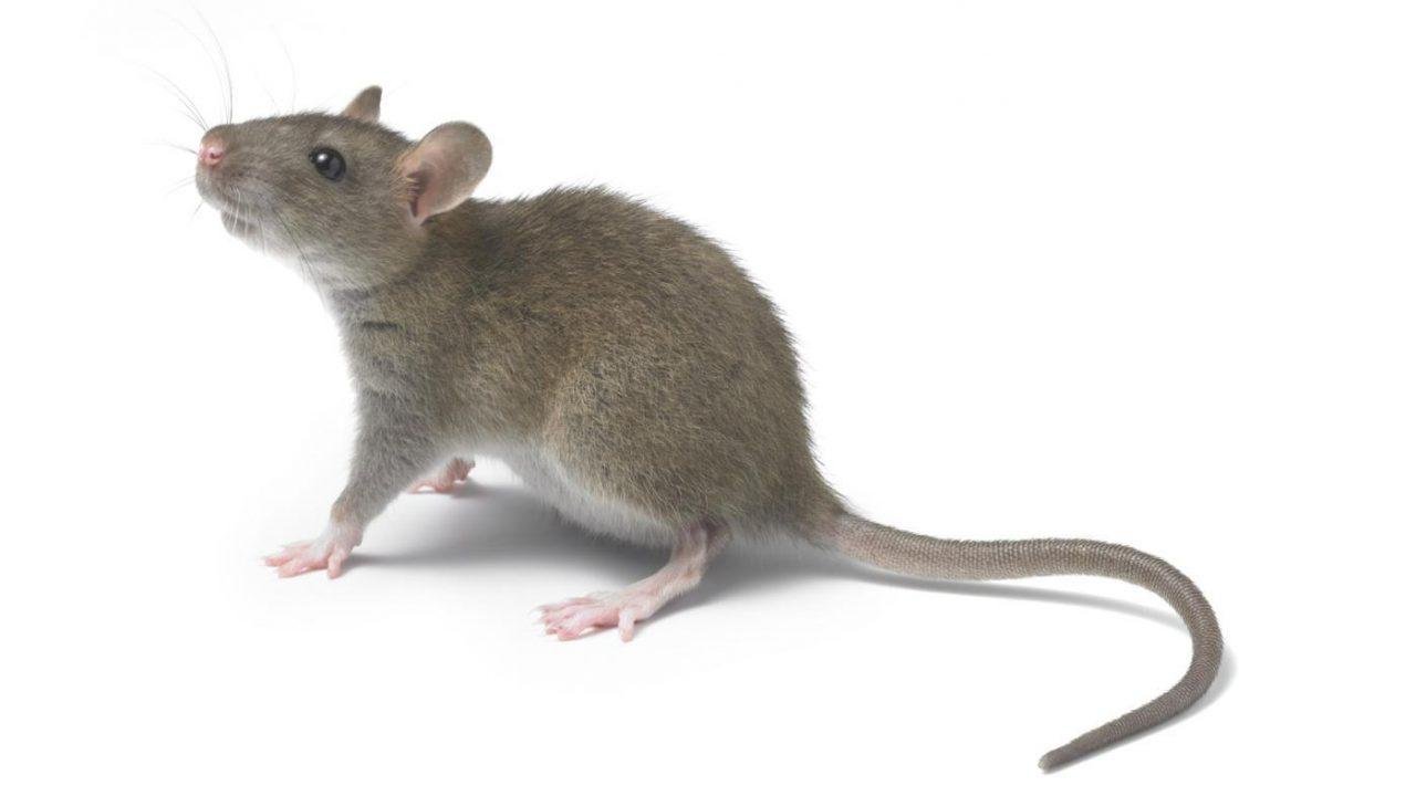 Qu’est-ce qui attire les rats dans la maison