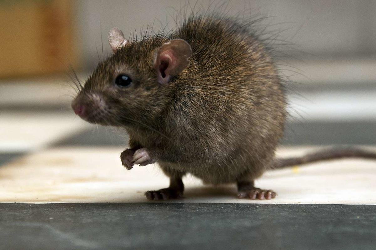 Qu’est-ce qui attire les rats dans la maison 
