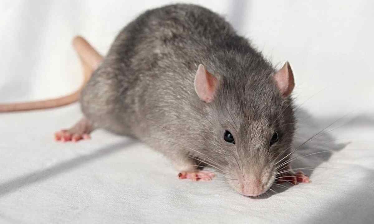 Qu’est-ce qui attire les rats dans la maison