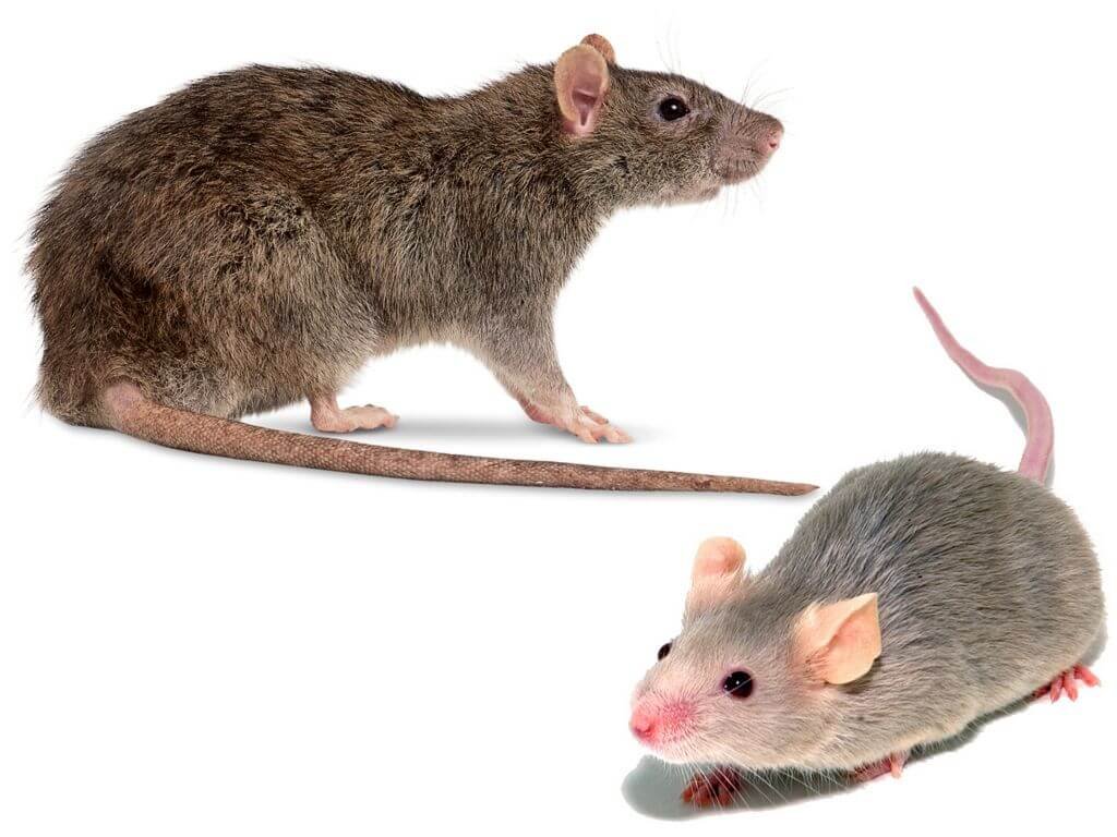 Pourquoi faire appel à une entreprise de dératisation pour l'extermination des rats 