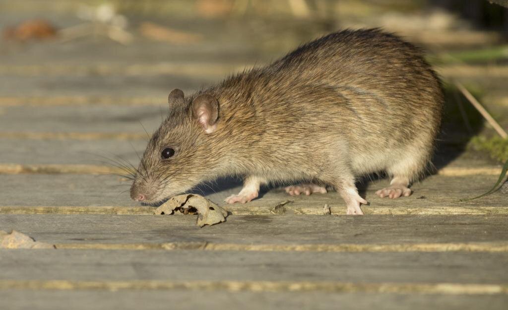 En combien de temps meurt un rat empoisonné 