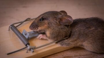 Les pièges à rats : une stratégie de lutte efficace contre ces nuisibles