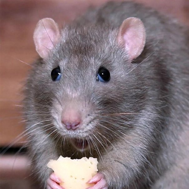 Combien de temps faut-il pour se débarrasser des rat