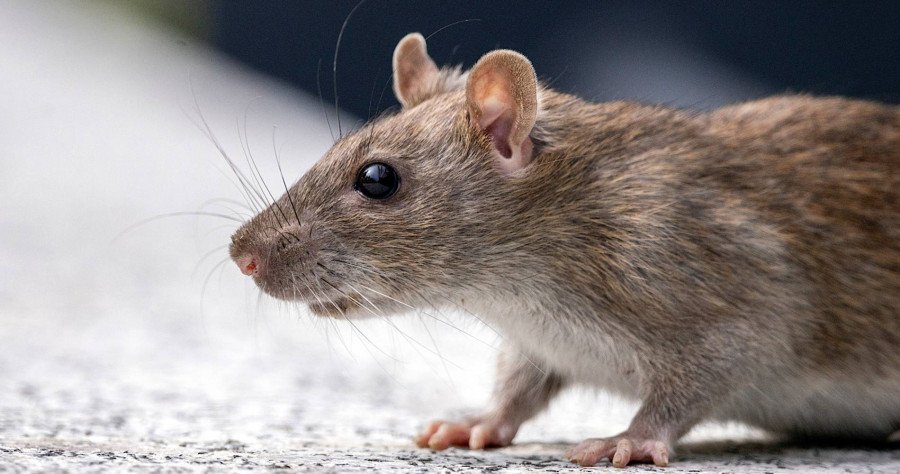 Que faire en cas d’invasion de rats 