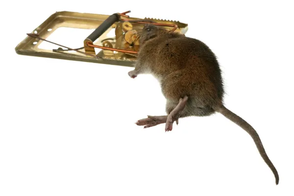 Les pièges à rats : une stratégie de lutte efficace contre ces nuisibles
