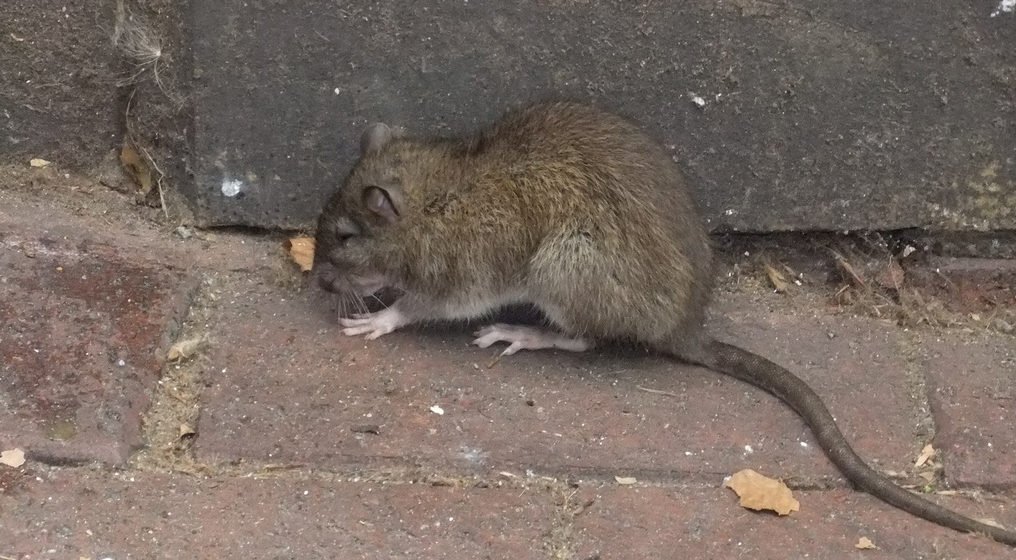 Comment se débarrasser des rats avec du Coca 
