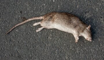 En combien de temps meurt un rat empoisonné