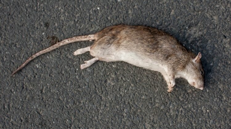 En combien de temps meurt un rat empoisonné