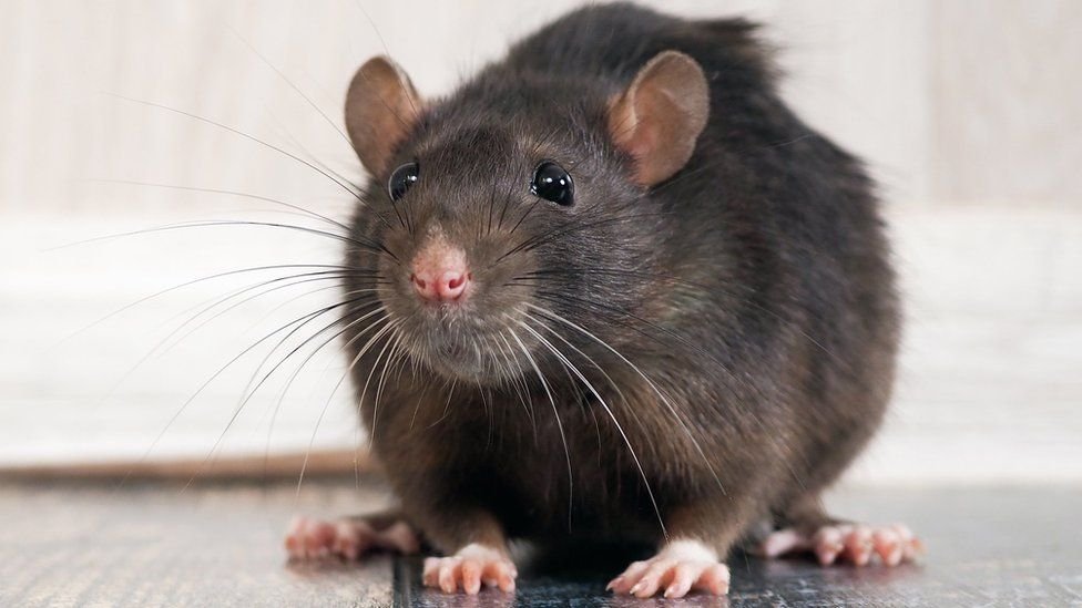 En combien de temps meurt un rat empoisonné 