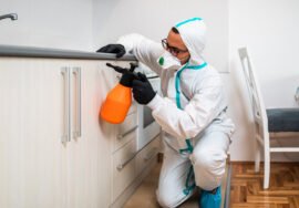 Qui paie pour la désinsectisation