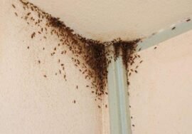 Quels sont les produits de désinsectisation