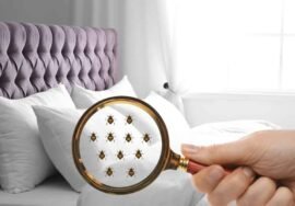 Comment faire sortir les punaises de lit de leur cachette