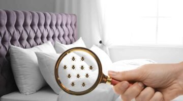 Comment faire sortir les punaises de lit de leur cachette