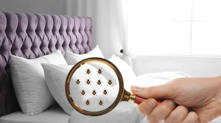 Comment faire sortir les punaises de lit de leur cachette