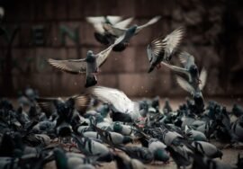 Comment se débarrasser des pigeons de manière efficace et éthique