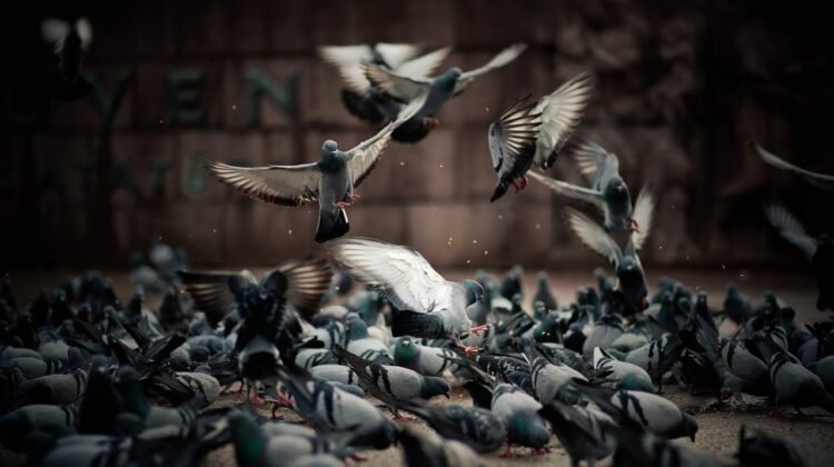 Comment se débarrasser des pigeons de manière efficace et éthique