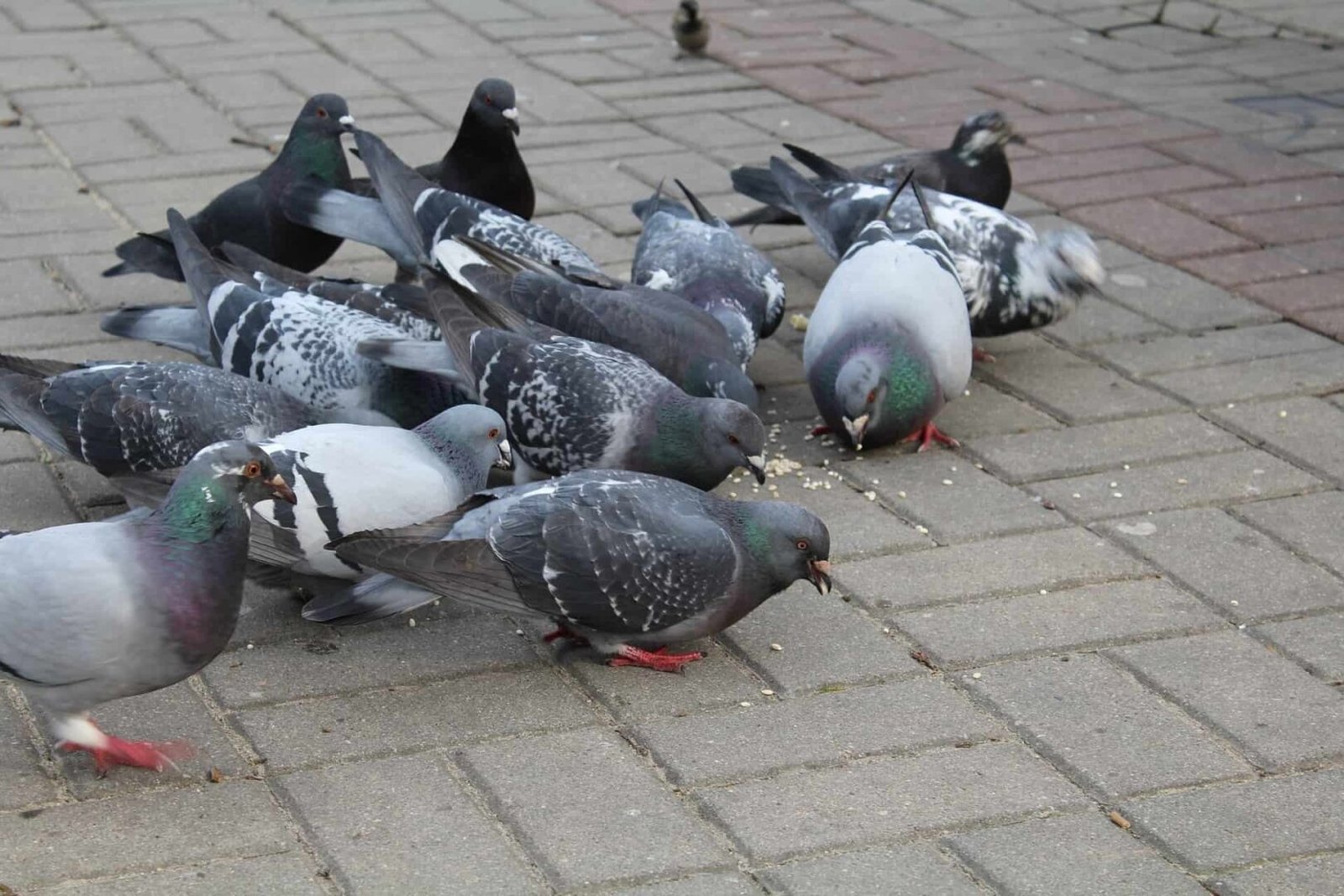 Comment se débarrasser des pigeons de manière efficace et éthique