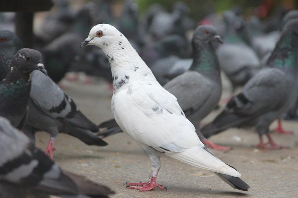 Comment se débarrasser des pigeons de manière efficace et éthique