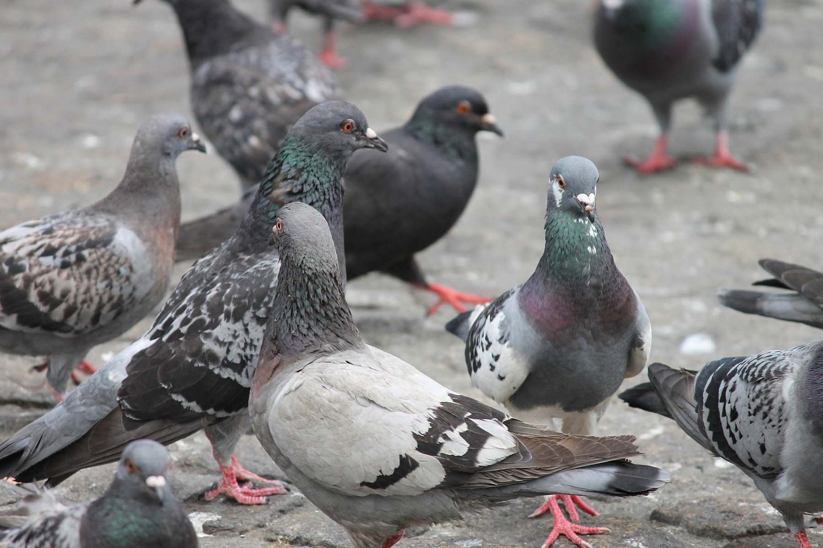 Comment se débarrasser des pigeons de manière efficace et éthique