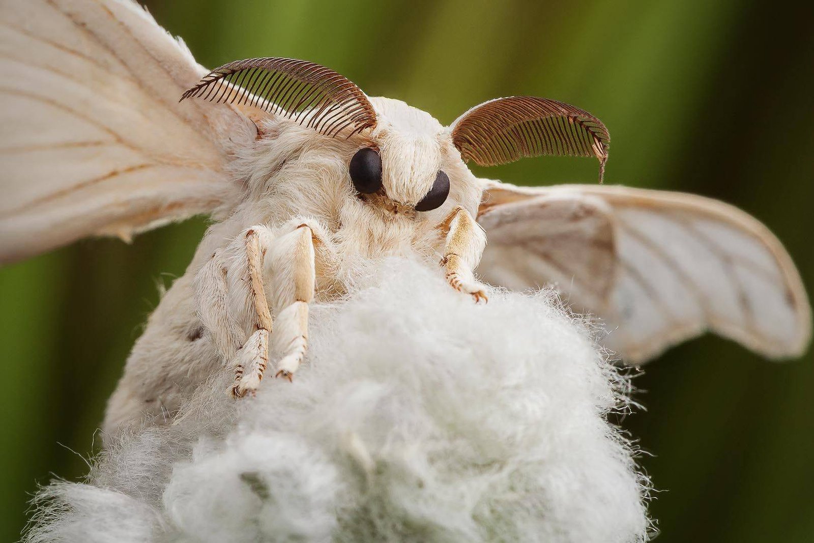 Comment se débarrasser des mites dans les placards 