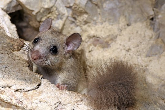 Comment se débarrasser des loirs dans la maison 