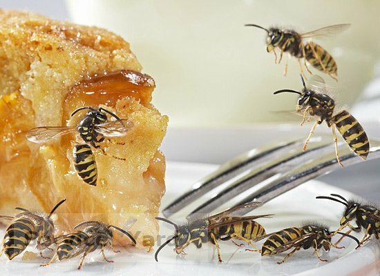 Comment se débarrasser efficacement des guêpes 
