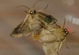 Comment se débarrasser des mites dans les placards