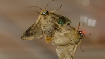 Comment se débarrasser des mites dans les placards