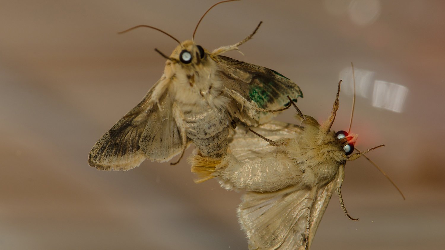 Comment se débarrasser des mites dans les placards