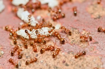 Détruire un nid de fourmis : les moyens efficaces pour anéantir une fourmilière