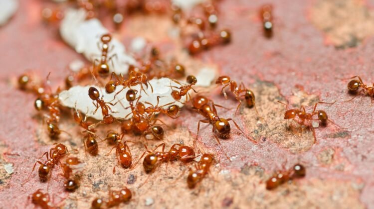 Détruire un nid de fourmis : les moyens efficaces pour anéantir une fourmilière