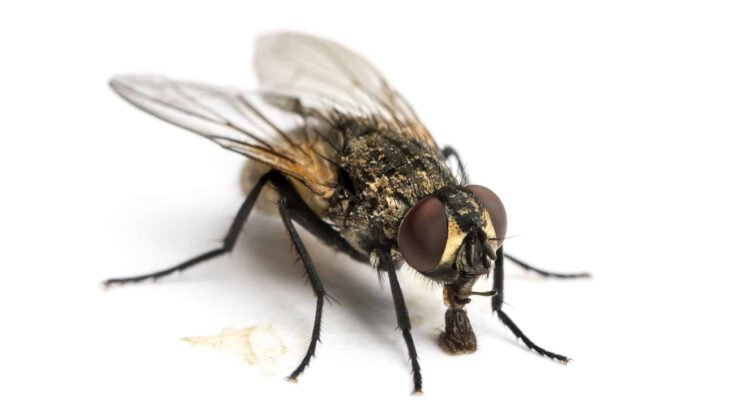 Comment se débarrasser des mouches et des moucherons ? Solutions et astuces de pro en 2025