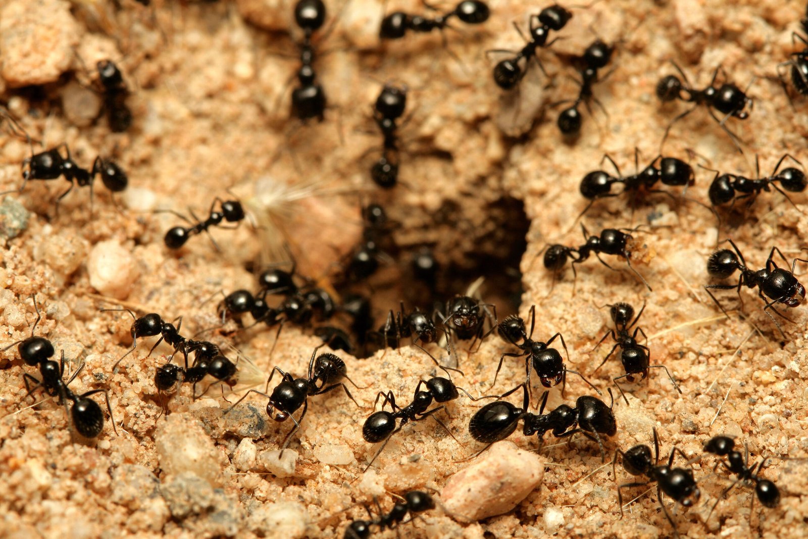 Détruire un nid de fourmis : les moyens efficaces pour anéantir une fourmilière