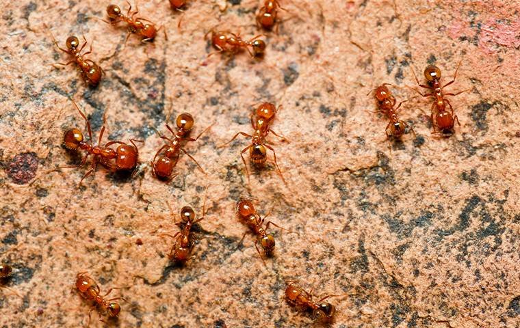 Détruire un nid de fourmis : les moyens efficaces pour anéantir une fourmilière