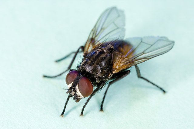 Comment se débarrasser des mouches et des moucherons ? Solutions et astuces de pro en 2025