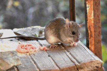 Crotte de rongeurs : comment l’identifier et s’en débarrasser efficacement
