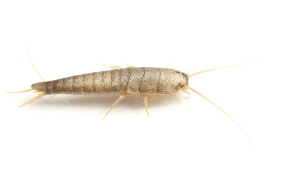 Se débarrasser des poissons d'argent naturellement 