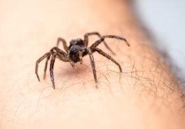 Invasion d’araignées : comment s’en débarrasser efficacement ? Méthodes efficaces en