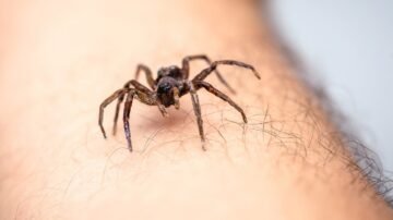 Invasion d’araignées : comment s’en débarrasser efficacement ? Méthodes efficaces en