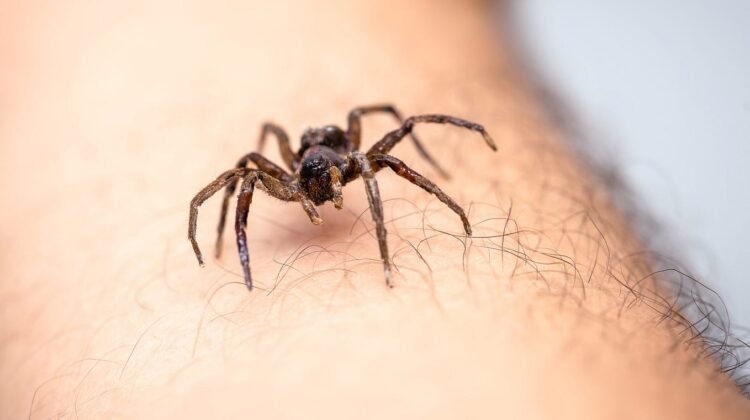 Invasion d’araignées : comment s’en débarrasser efficacement ? Méthodes efficaces en