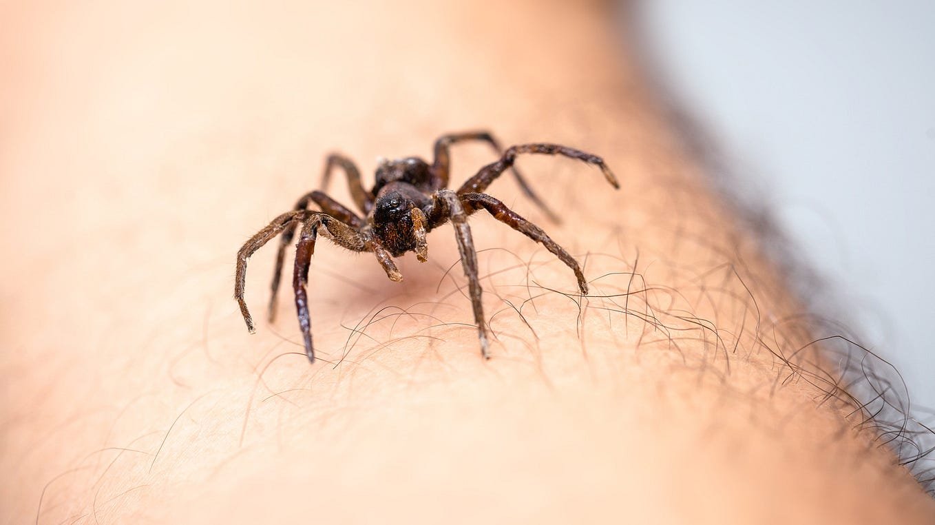 Invasion d’araignées : comment s’en débarrasser efficacement ? Méthodes efficaces en